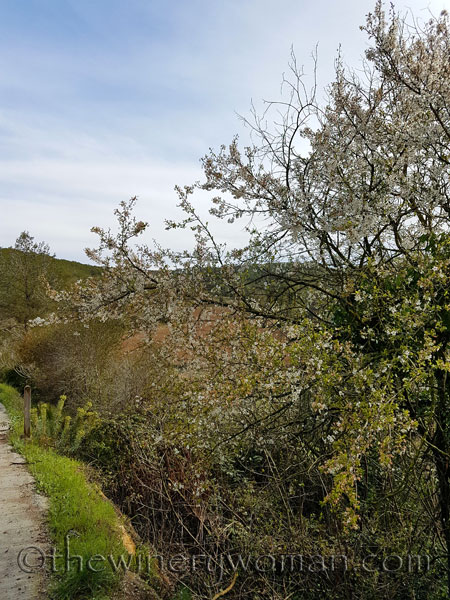 First-day-of-Spring-2018_10_TWW