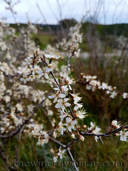 First-day-of-Spring-2018_11_TWW