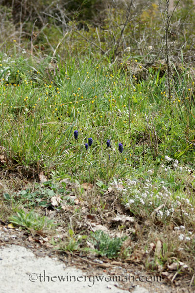 First-day-of-Spring-2018_12_TWW