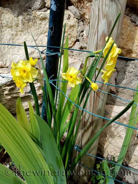 First-day-of-Spring-2018_15_TWW