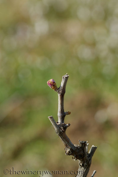 First-day-of-Spring-2018_4_TWW