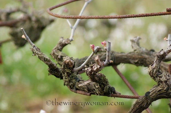 First-day-of-Spring-2018_7_TWW