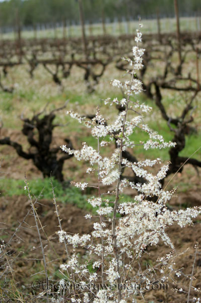 First-day-of-Spring-2018_8_TWW