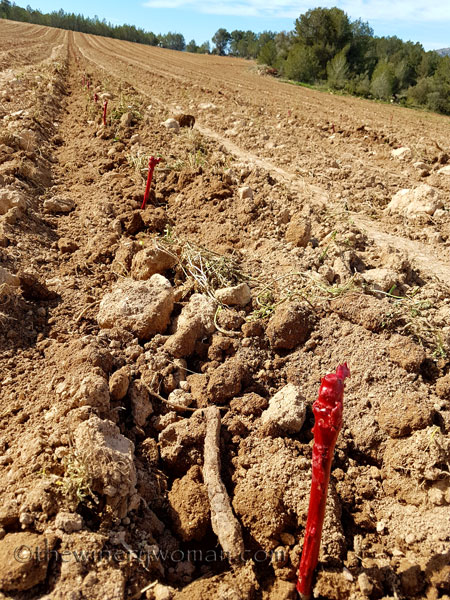 Malvasia-vines2_3.23.18_TWW