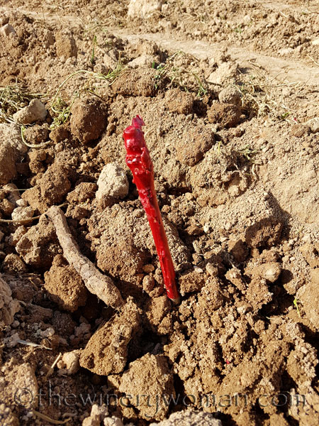 Malvasia-vines3_3.23.18_TWW