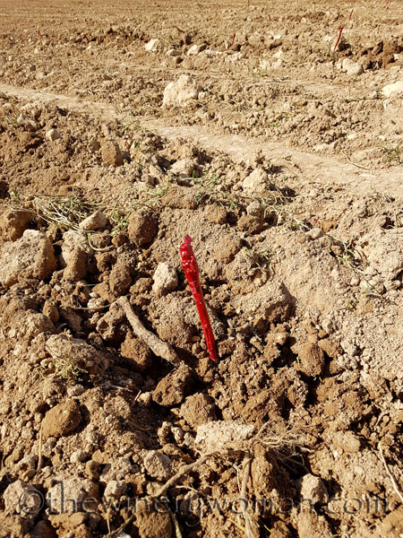 Malvasia-vines4_3.23.18_TWW