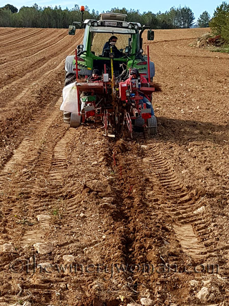 Malvasia-vines7_3.23.18_TWW