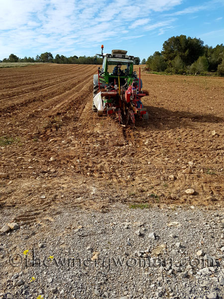 Malvasia-vines8_3.23.18_TWW