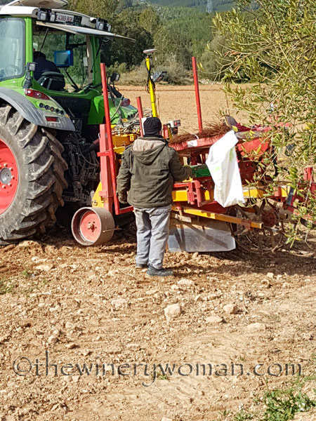 Malvasia-vines9_3.23.18_TWW