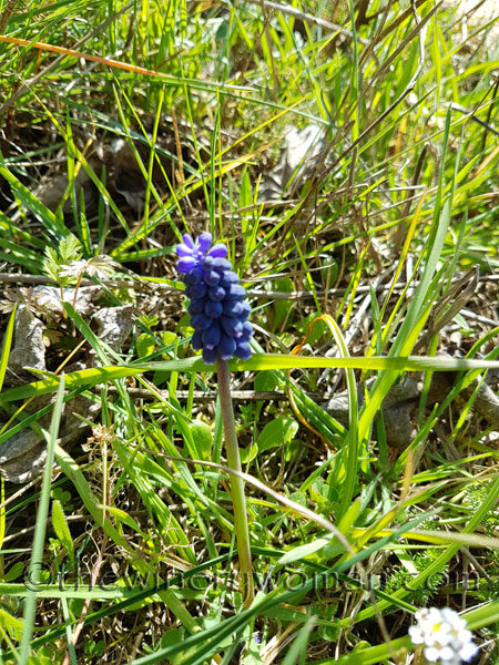 Vineyard11_3.10.18_TWW