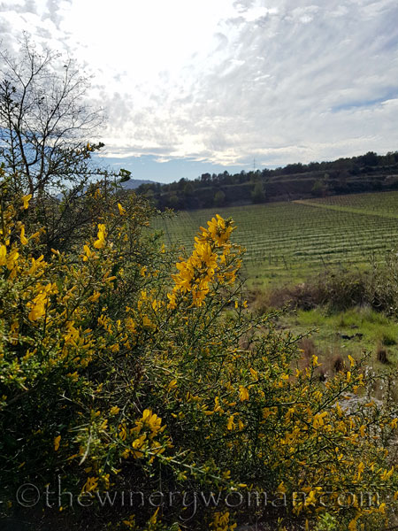 Vineyard12_3.10.18_TWW