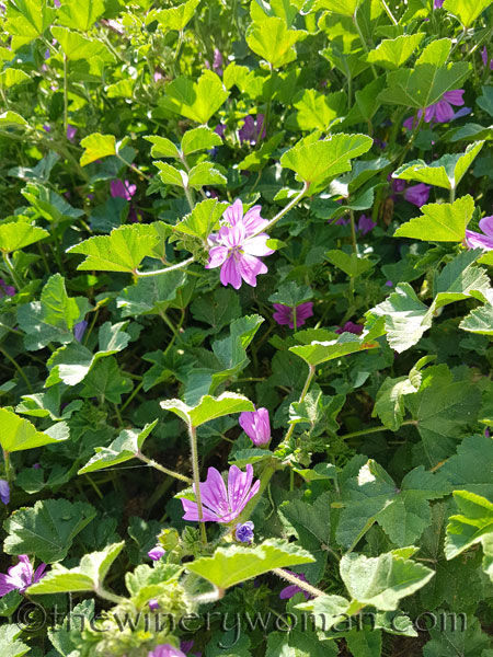 Vineyard13_3.10.18_TWW