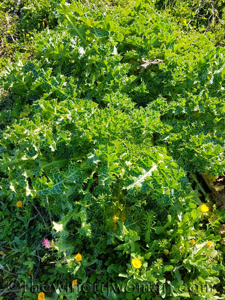 Vineyard14_3.10.18_TWW