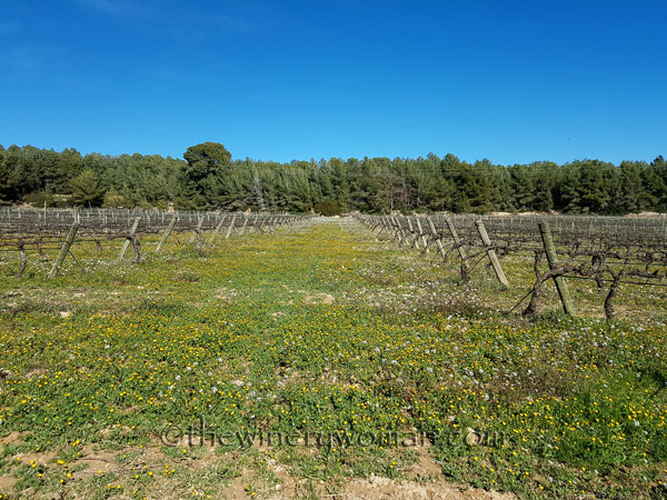 Vineyard17_3.10.18_TWW