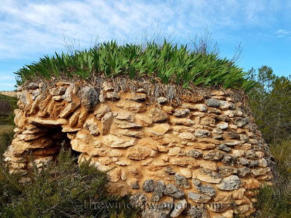 Vineyard19_3.10.18_TWW