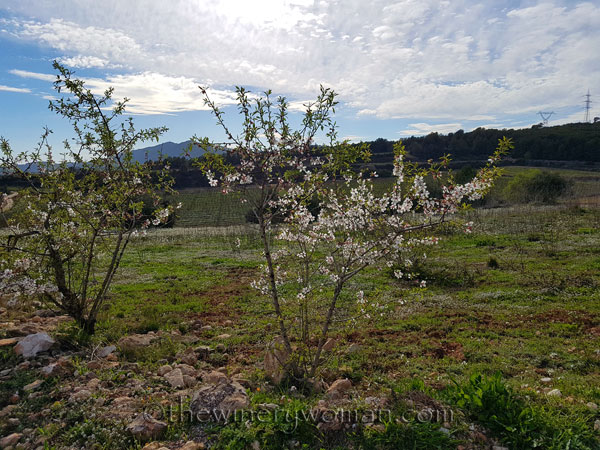 Vineyard20_3.10.18_TWW