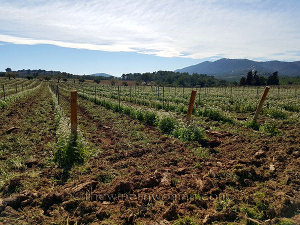 Vineyard4_3.10.18_TWW