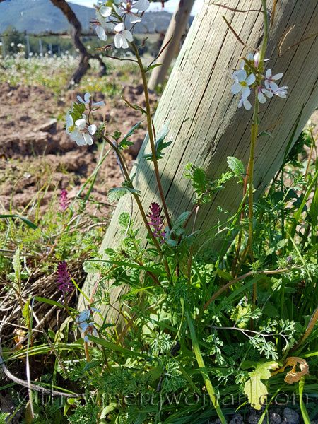 Vineyard6_3.10.18_TWW