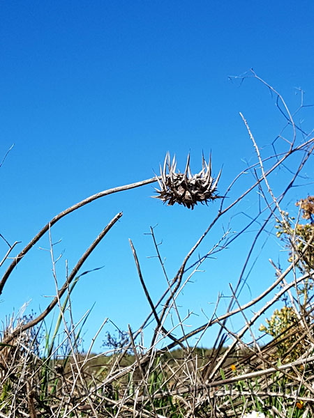 Vineyard7_3.10.18_TWW