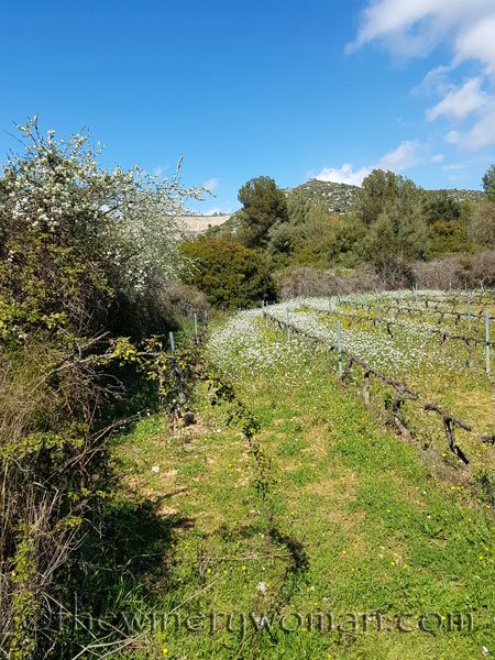 Vineyard8_3.29.18_TWW