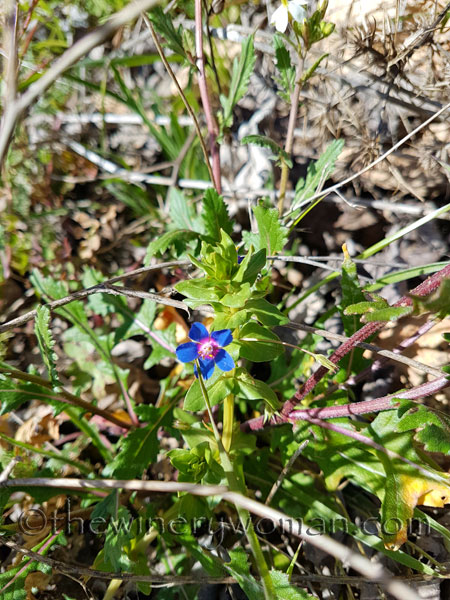 Vineyard9_3.10.18_TWW