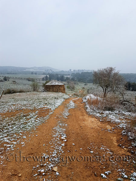 Vineyard_snow11_2.28.18_TWW
