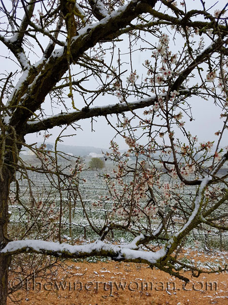 Vineyard_snow14_2.28.18_TWW