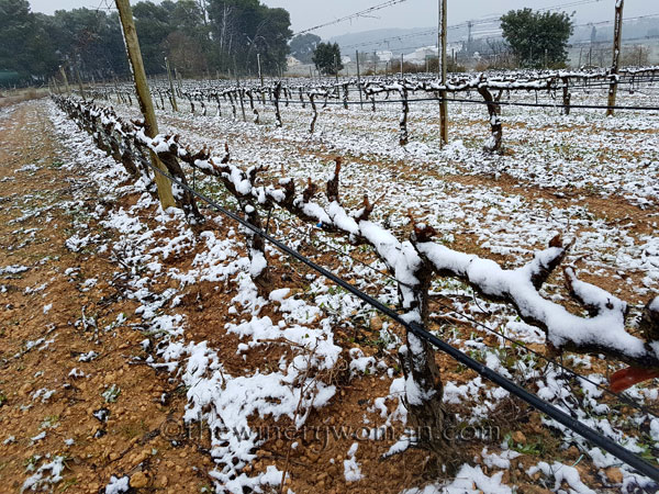Vineyard_snow16_2.28.18_TWW