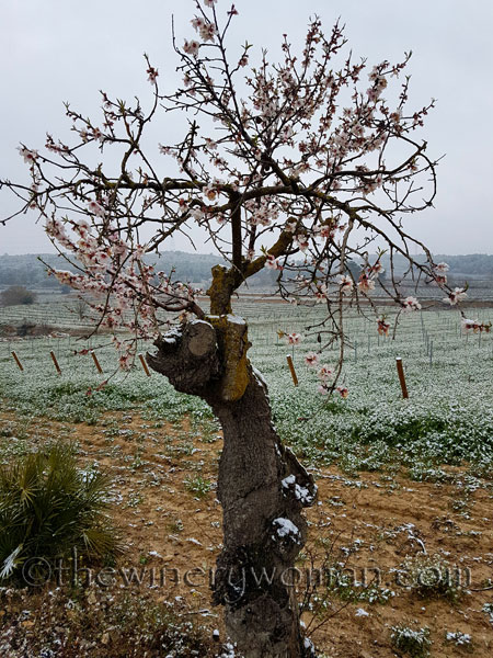 Vineyard_snow3_2.28.18_TWW