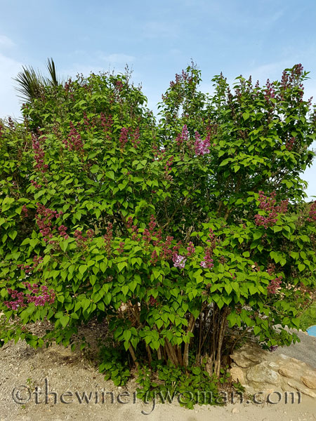 Flowers4_4.23.18_TWW