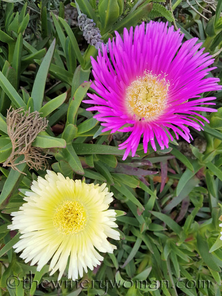 Flowers9_4.23.18_TWW