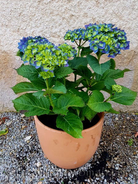 Garden-flowers11_4.26.18_TWW