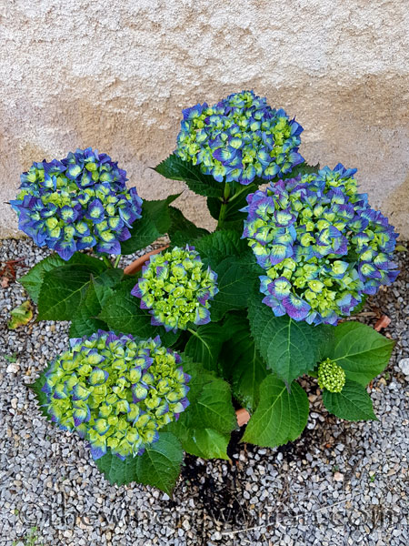 Garden-flowers12_4.26.18_TWW