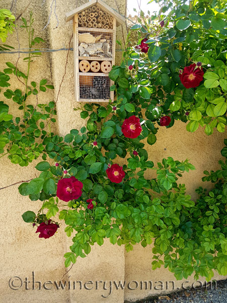 Garden-flowers15_4.26.18_TWW