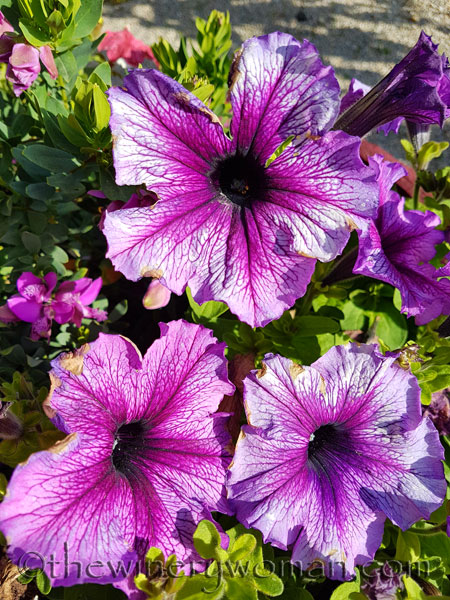Garden-flowers20_4.26.18_TWW