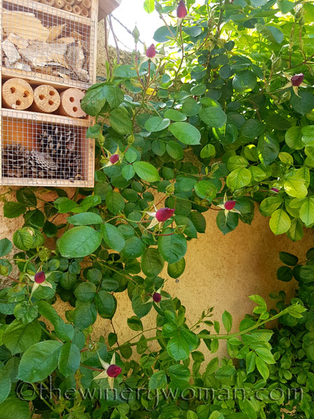 Garden-flowers3_4.26.18_TWW