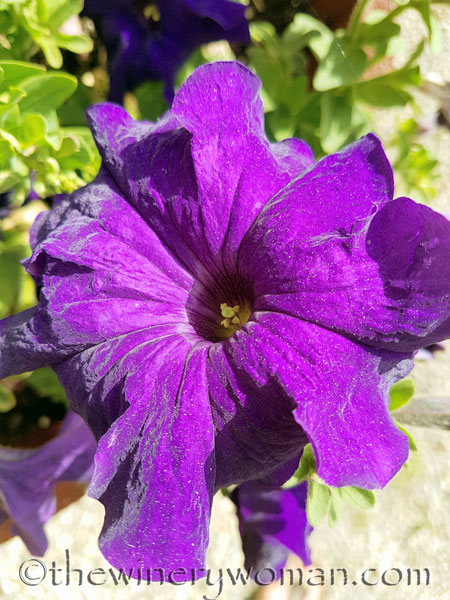 Garden-flowers_4.26.18_TWW