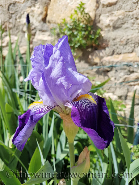 Iris6_4.20.18_TWW