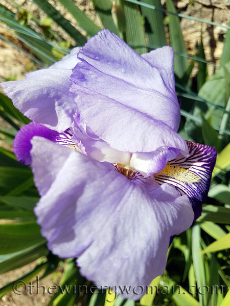 Iris8_4.20.18_TWW