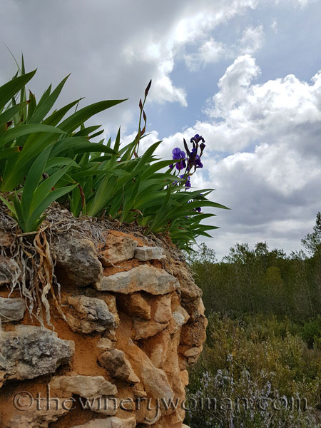 Irises10_4.10.18_TWW