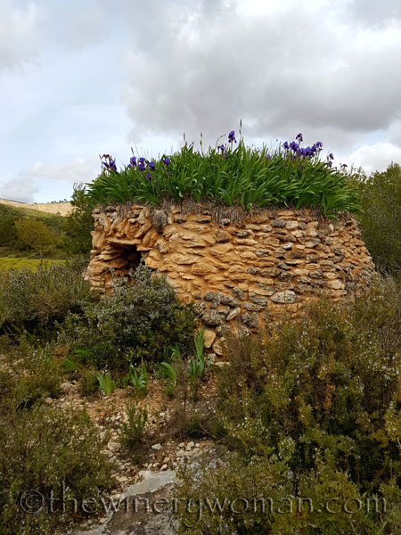 Irises23_4.10.18_TWW