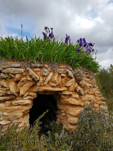 Irises24_4.10.18_TWW