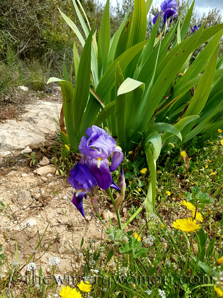Irises25_4.10.18_TWW