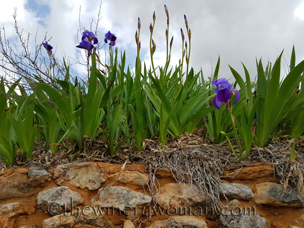 Irises9_4.10.18_TWW