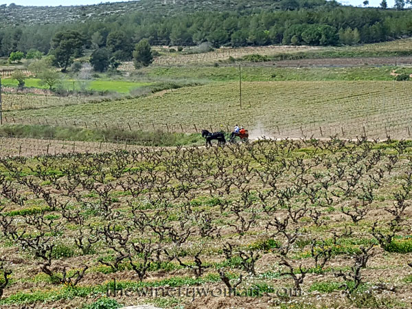 Museum-and-La-Cantina21_4.6.18_TWW