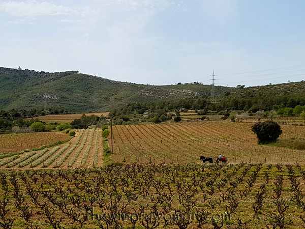 Museum-and-La-Cantina22_4.6.18_TWW