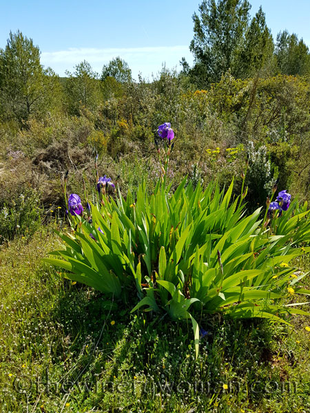 Sun-Day10_4.15.18_TWW