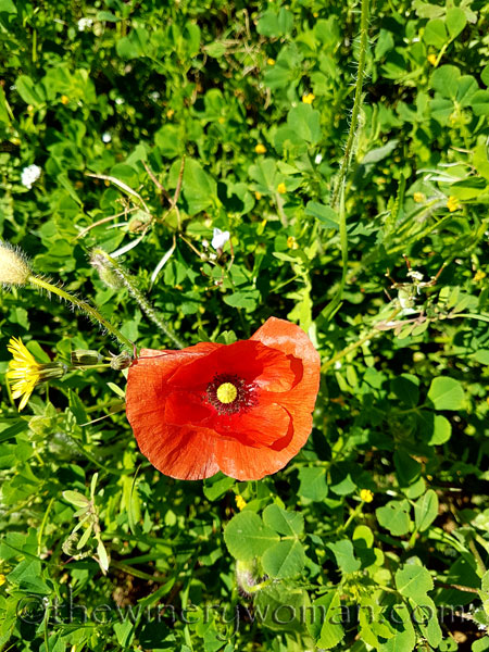 Sun-Day22_4.15.18_TWW