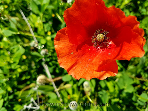 Sun-Day23_4.15.18_TWW