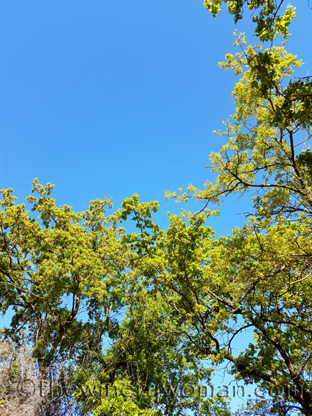 Sun-Day4_4.15.18_TWW